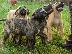 PoulaTo: Dogo Canario - Κουτάβια Presa Canario